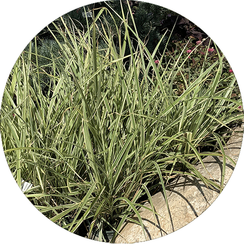 Variegated Japanese Silver Grass.